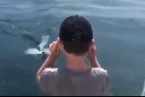 Great White Shark Nearly Bites Boy On Cape Cod Boat