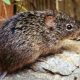 Hantavirus Coronavirus China Rat Mice Virus