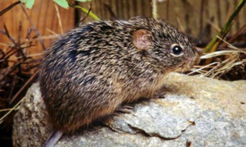 Hantavirus Coronavirus China Rat Mice Virus