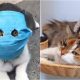 Cats Can Infect Each Other With Coronavirus