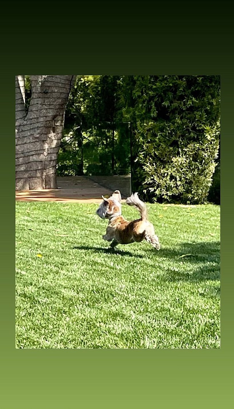 Jennifer Aniston Dogs Photos Instagram