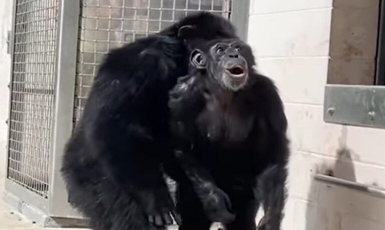 Vanilla The Chimp -- Chimpanzee Caged For Decades, Sees Open Sky For